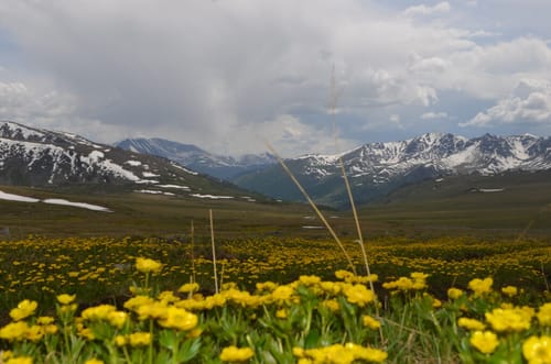 Yellow wildflowers in a mountain meadow with snow-capped peaks beyond