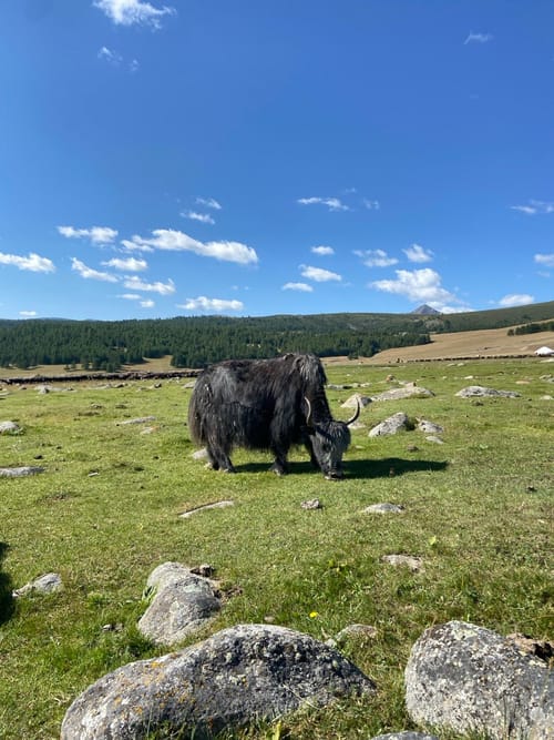 A yak grazing in a rocky Altai meadow under a clear blue sky
